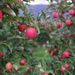 IMG_20241009_173931